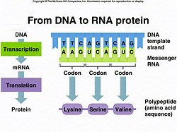 the relationship between DNA, codons, amino acids, and proteins.