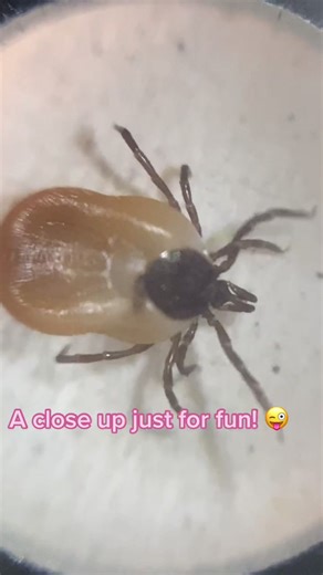 Safely Remove Tick from Pet: Step-by-Step Guide