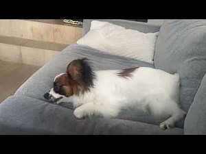 Papillon puppy randomly barking 😂