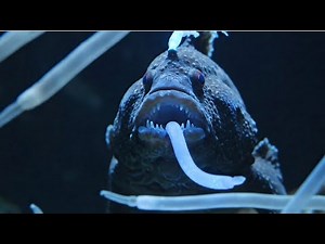 深海の忘れられた水族館 – Abandoned Abyss Aquarium