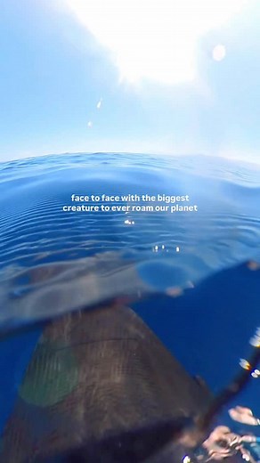 well technically this is the pygmy blue whale.. so the smallest of the 5 sub-species, but still pretty damn big!! these clips were filmed while on assignment for Oceanographic Magazine when writing about this subspecies and the mystery of their migration - read more in my article: “The Littlest Biggest Whale” ❗important: swimming with blue whales is legal in this region but in many parts of the world it is prohibited to enter the water with them. if you participate in any swim-with-whales encoun