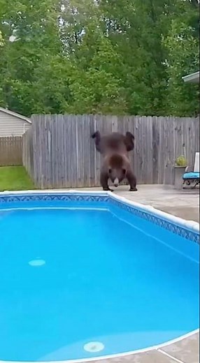 Backyard Surprise: Bear Jumps Into Family Pool and Starts Swimming #bear #wildlife #animalshorts