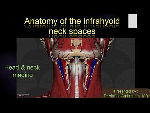 5-Anatomy of the infrahyoid neck spaces