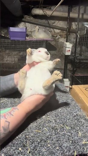 @imadedisfarm: Evaluating the current mini Rex kits. First doe is 8weeks and the others are 3 weeks.