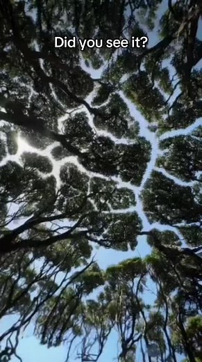 ‏What is this? #mystery #spooky #face #shapes #trees