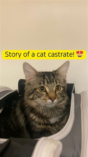 2.9K views · 108 reactions | Sound on! Neutering your cats is an absolute must, they will be better pets and live longer and happier lives. Cat castration is a simple, quick and very safe procedure, that your cat would thank you for. To neuter is cuter! And thank you @wearfigs for my lovely #gifted scrubs. I look cute but not as cute as my patient! #cathealth #neuteriscuter #spaynotstray #catthevet | Cat The Vet | Facebook