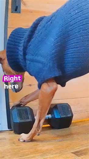 Marking Our Territory on Instagram: "It's not about the garbage, it's about sending a message. This is Penny Mayhem's world, the rest of us just work here"