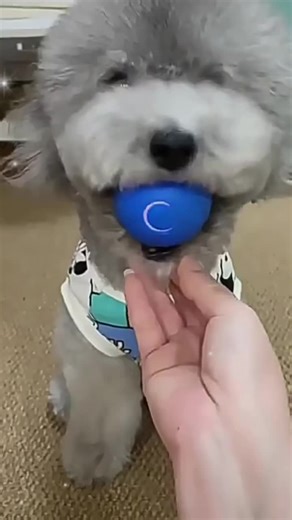 Interactive Pet Ball for Dogs