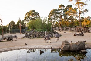 Africa | Auckland Zoo