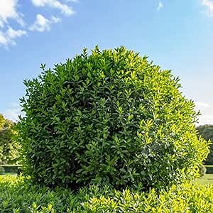 100 Ligustrum Vulgare / Wild Common Privet/European Privet Seeds Fragrant Attract Pollinators Showy Perennial Evergreen Shrub Tree Plant Striking Hedge Fence