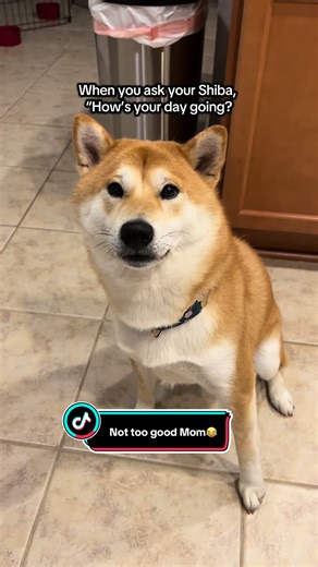 Shiba Inu Tantrum: Hilarious Pet Parent Moments