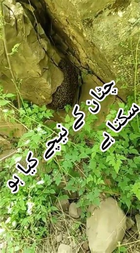 😱 chattan ka nicha 15,000 Madhumakhiyan! | Real Bee Swarm Viral #shorts