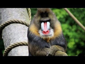 Hunting Baboon Monkeys With Arrows | Wild Animals Life | Animals Discovery ||