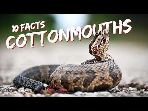 Ten Facts about the Cottonmouth (aka - Water Moccasin) | Fascinature's Field Guide Series