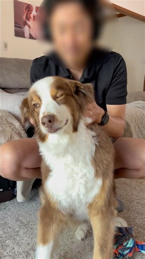 あーそこそこ…な大型犬#オーストラリアンシェパード#かわいい犬 #癒し#大型犬