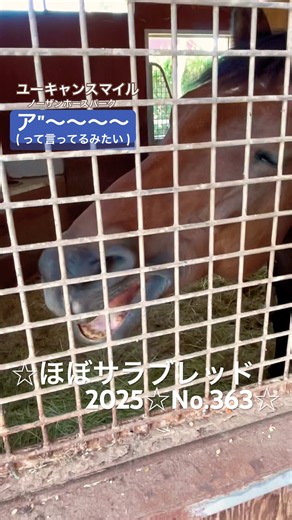 ☆ユーキャンスマイル☆ほぼサラブレッド2025☆No.363☆9月23日☆ #ユーキャンスマイル #youcansmile #horse #馬 #サラブレッド #ノーザンホースパーク