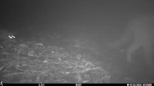 5.5K views · 440 reactions | Wow! Recent footage of puma cubs in Mirador-Rio Azul National Park, Guatemala. They are typically born with spots on their fur, which fade as they grow. WCS Guatemala works with key local partners to conserve this habitat. Camera traps help us monitor wildlife populations. | Wildlife Conservation Society | Facebook