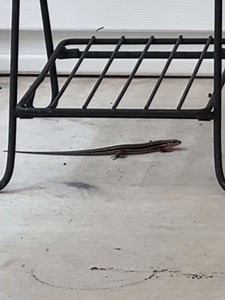 Rare Skink Caught on Camera #nature