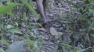 A jungle man walking through the jungle bare foot.
