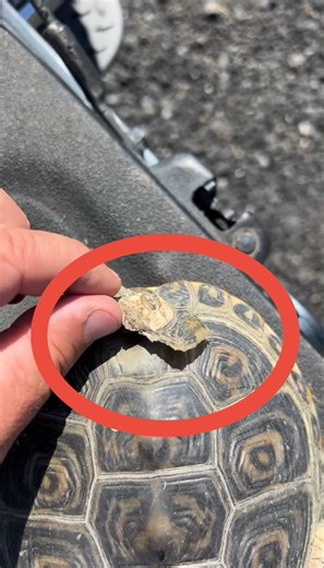 Can Turtles Feel Through the Shell? 😳 | Garden State Tortoise