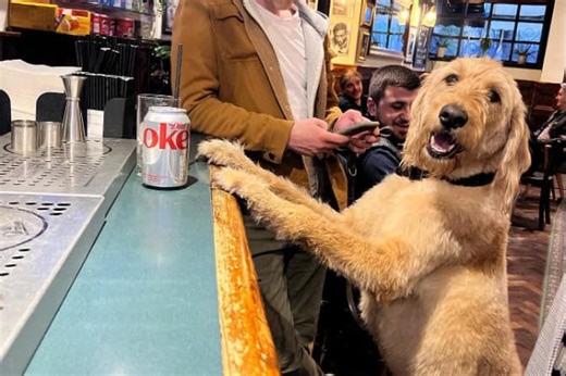 6 brilliant dog-friendly pubs to enjoy this weekend in Glasgow Southside