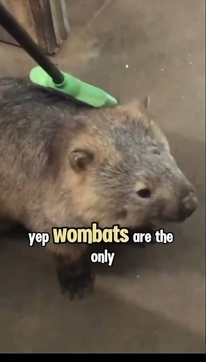 Wombat Poop Is a Perfect Cube!