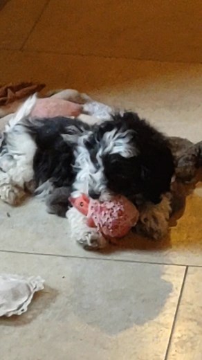 1.5K views · 35 reactions | Adorable little cockapoo! He could be yours! Edit to post: He has found his home thanks everyone! | Big Hickory Farm | Facebook