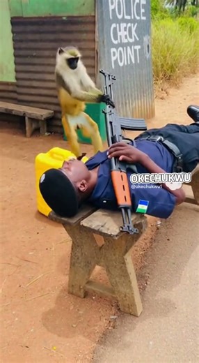 Funny monkey with a gun #viral #funny #trending