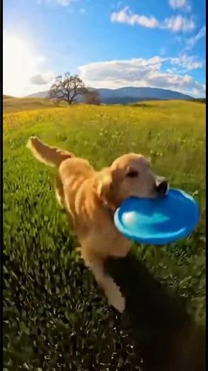 Golden Retriever Catches Frisbee In The Most Perfect Way #goldenretriever #shorts #dog