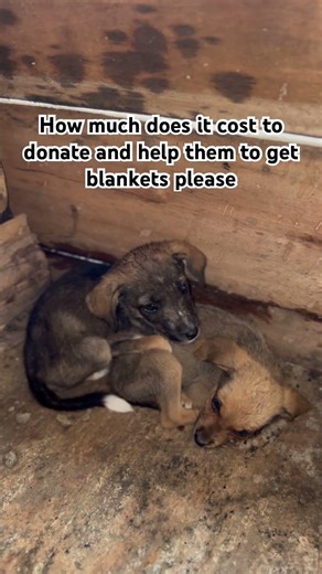 How much does it cost to leave a flowerso mydogs can get a meal#dogshorts #petcare #youtubeshort