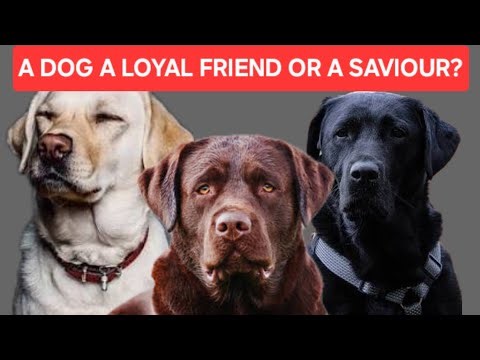 A loyal, loving friend and a Saviour. ‪@SheriffLabrador‬