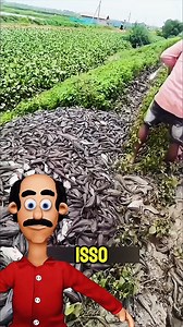 Cascudo ou Piramutaba | Professor Kuca