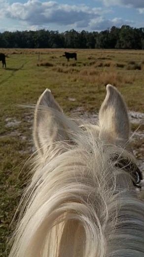 Checking out some new territory, and getting checked out by the local inhabitants. | SOUL Animal Rescue