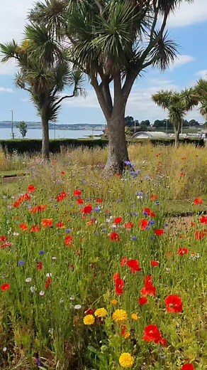 5.8K views · 86 reactions | Torre Abbey Gardens looking beautiful  Love the wildflowers! | Spotted Torquay | Facebook