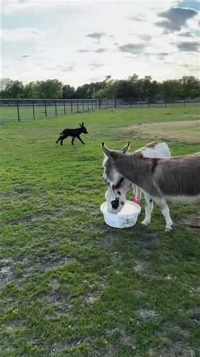 Cute Baby Donkey Running Happily in the Park 🫏🌳💨
