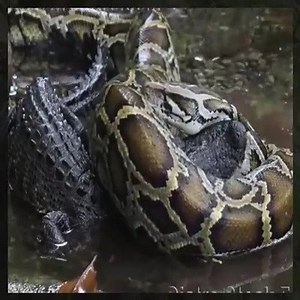 930K views | Timsah dev bir pitona ve Beklenmedik Sona saldırdı !!!  | PINOY knock knock jokes!! | Facebook