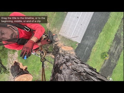Solo rigging tree limbs