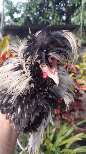 crevecoeur Frizzle Chicken | The Curly-Feathered Beauty of Poultry.