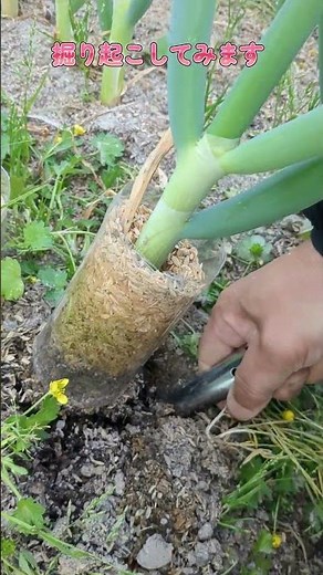 【家庭菜園】根深ねぎ栽培 ペットボトルで白ネギ部分を伸ばす