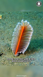 Sea Pen 🖋 Alien-Like Creatures Of The Ocean Floor! | 1 Minute Animals Exploring the mysterious depths, Sea Pens emerge as alien-like beings of the ocean floor, fascinating and enigmatic in their appearance and behavior. #SeaPen #OceanAliens #DeepSeaLife #MarineMysteries #UnderwaterWonders | 1 Minute Animals