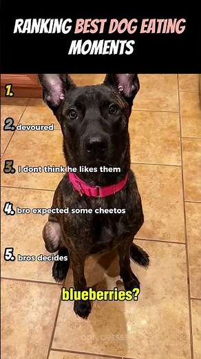 Ranking Best Dog Eating Moments