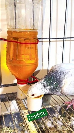 Smart Bird Water System | Keeps Water Full Automatically #pigeoncare