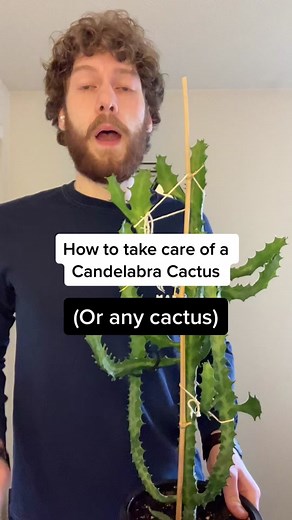 LivelyUpHomes on TikTok