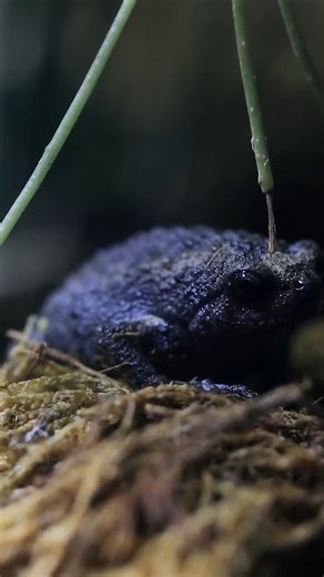 I spotted a long-hidden Chubby Frog in my rainforest vivarium 🐸 #AntsCanada #ACfamily #antloveforever | AntsCanada