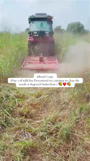 Weed Clearing at Begoro/Onuku Farm for Wildfire Prevention