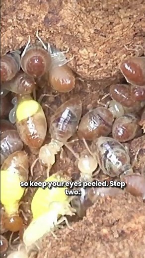 How to Fight Termites Eating up Your House!