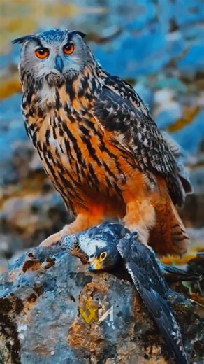 owl vs Falcon #birds #birdwatching #bird flight #shorts #short video #owl #Falcon #trending# nature