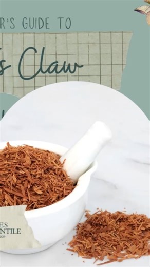 Herbalist‑in‑Training • Cottage Apothecary Edition “Every herbal path has its jungle guardians — today, mine is cat’s claw.” This vine is unforgettable once you’ve met it: woody stems that climb and twist, armed with tiny curved thorns shaped like a cat’s claw, giving the plant both its name and its unmistakable identity. A true forest ally from the tropics. In traditional and modern apothecary practice, cat’s claw is appreciated for its grounding, toning, and vitality‑supportive qualities, ofte