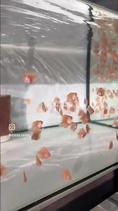 Hundreds of Baby discus fish #discusfarm #discusbreeder #discusfish #discusindonesia #zoradiscus