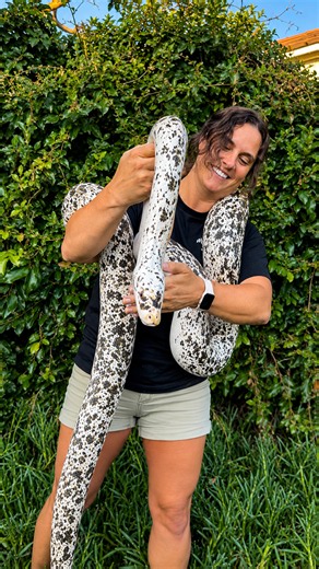 Witness a large cow print python with beautiful and unique markings